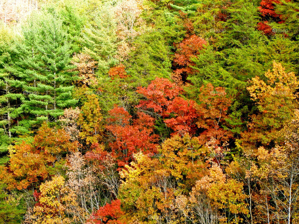 nature outdoors colors tree by refocusphoto