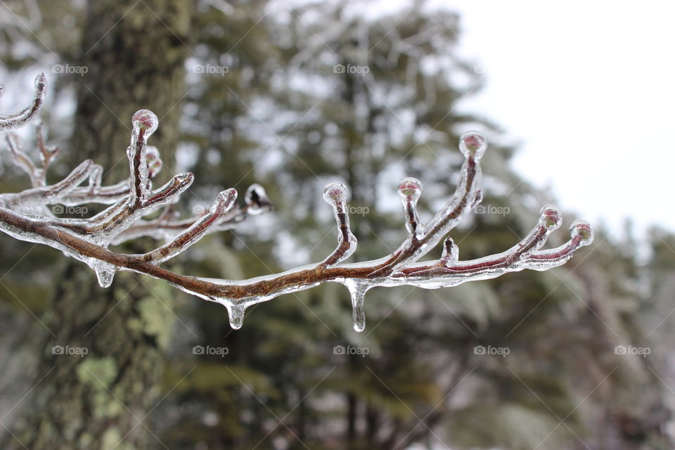 Icy branch 