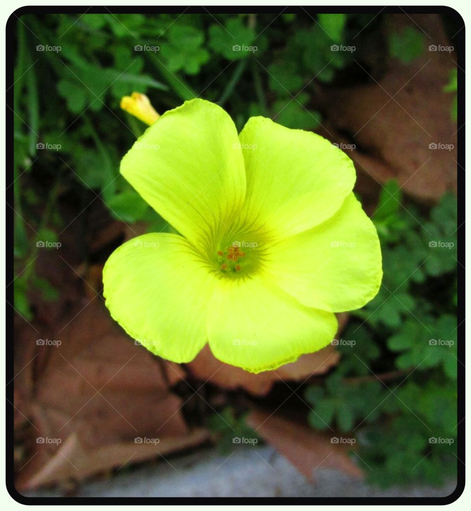 yellow flower
