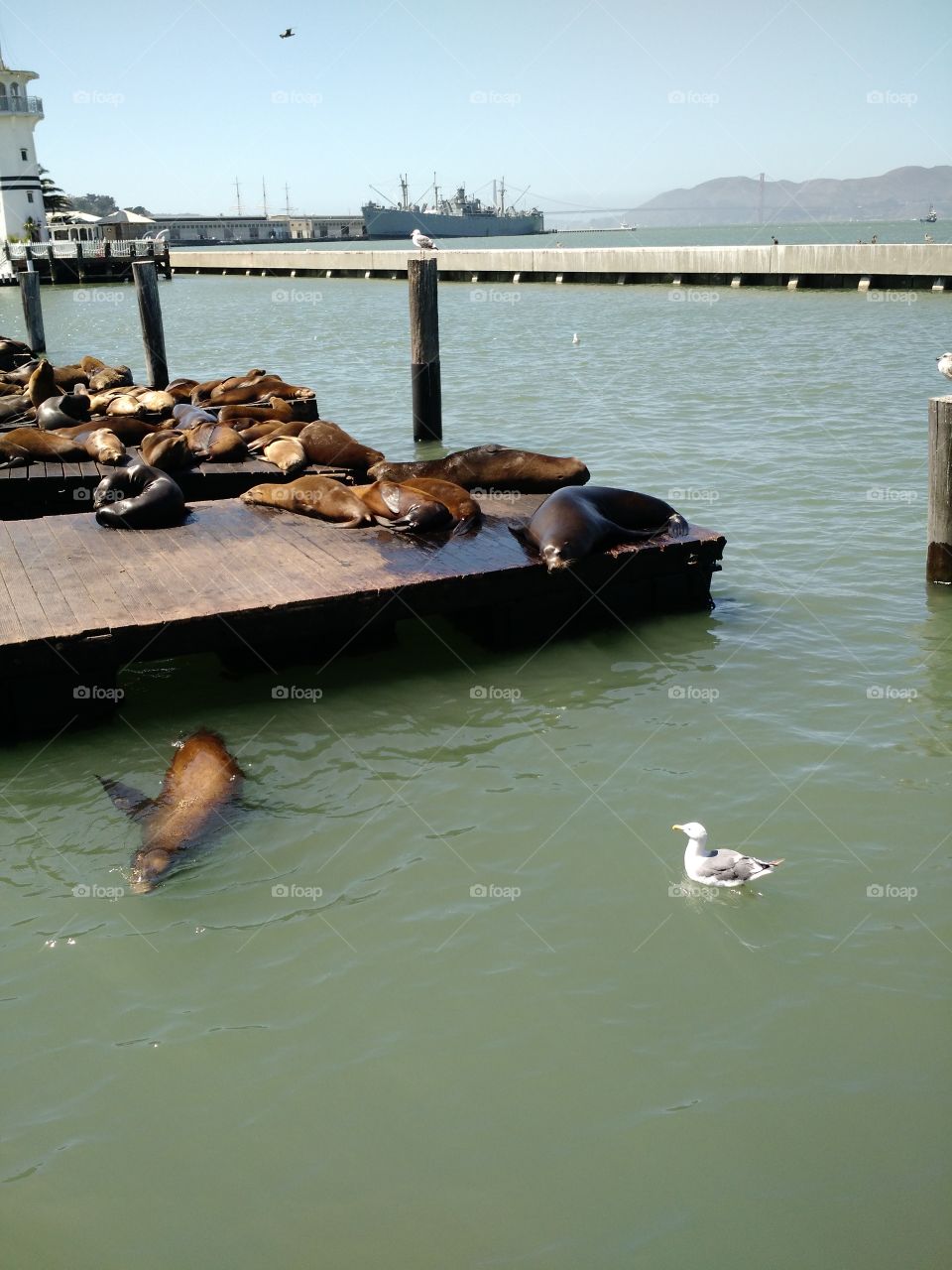 Sea Lions. San Francisco