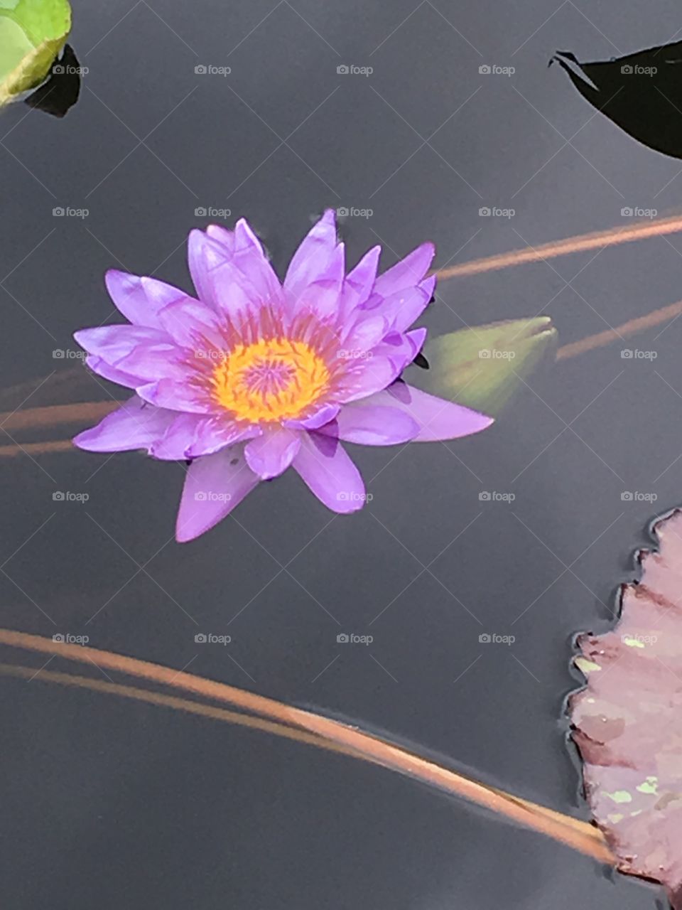 Purple Water Lily