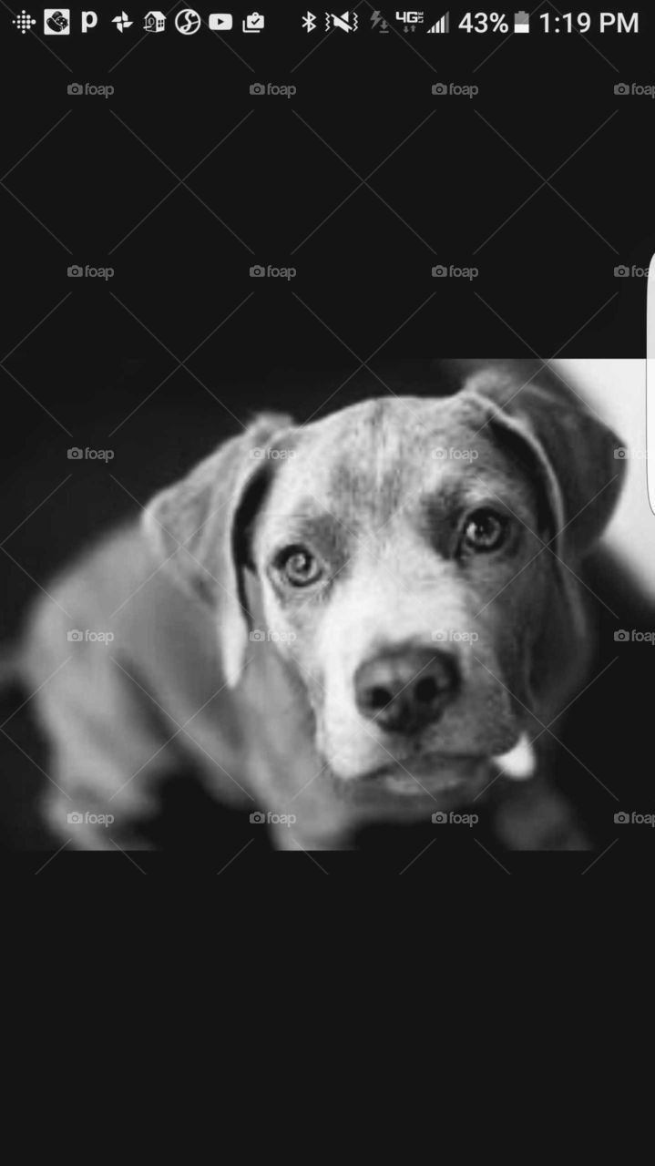 Silver pitbull staring into the camera