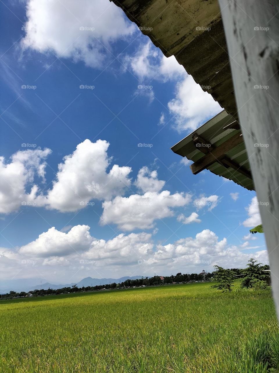 Image of cloudy sky and rice fields