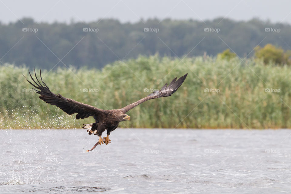 The white tailed eagle with hunted fish.