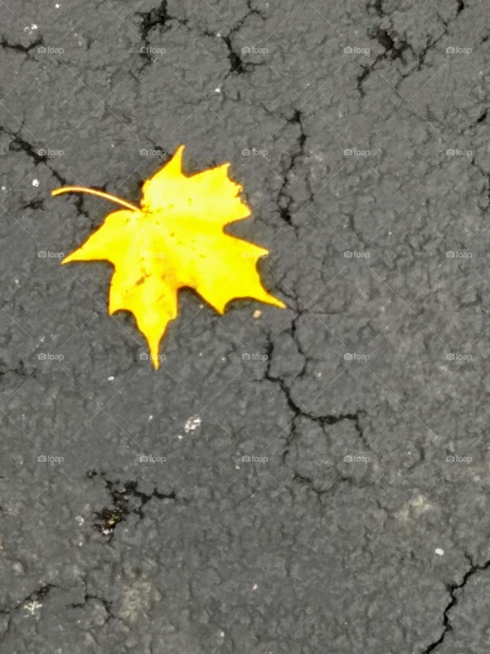 one bright yellow fall leaf on driveway