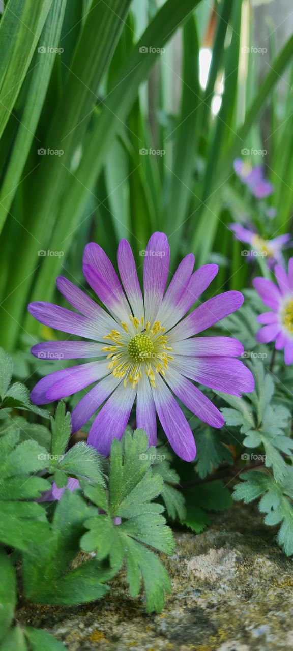 Anemone