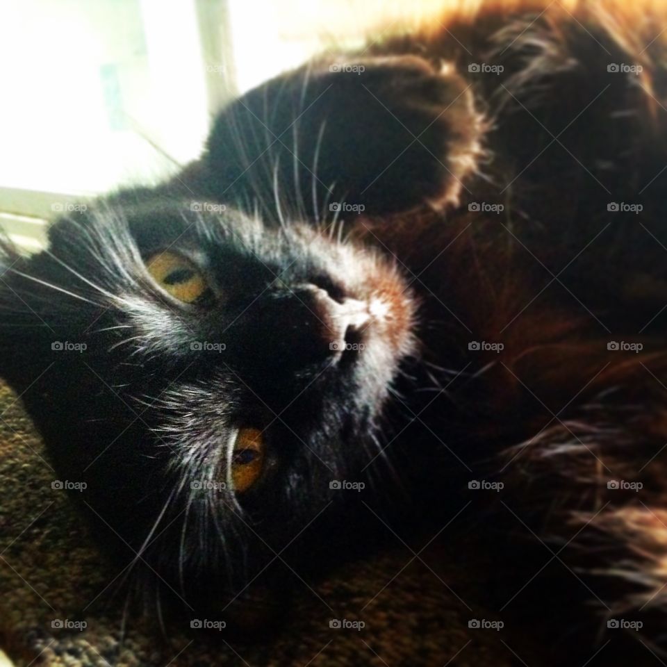 Jack. My only cat in the family...