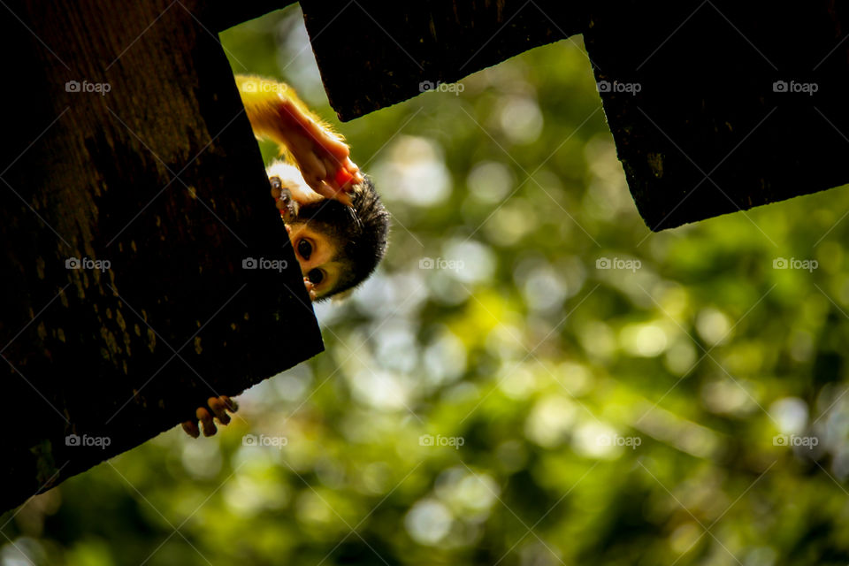 Low angle view of monkey baby