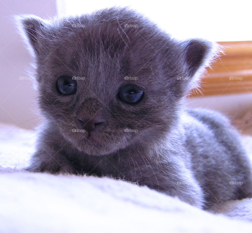 Gray Kitten. Kitten waiting For mom