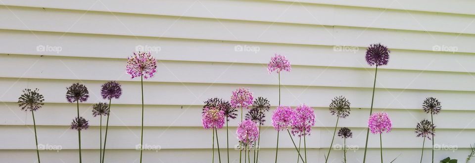 Glowing Ball Flowers