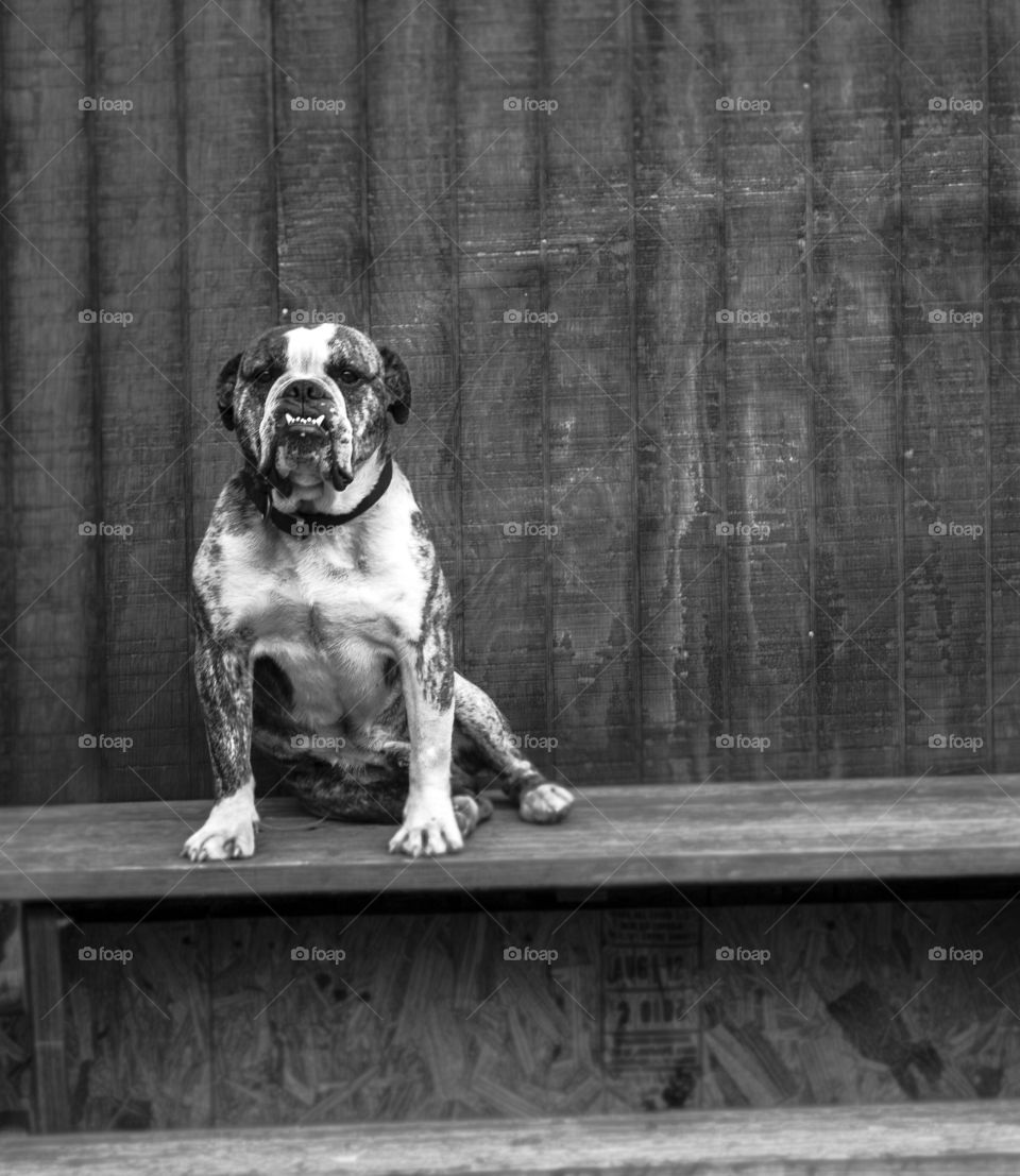 The boss. Bulldog on a wooden bench in north Georgia. 