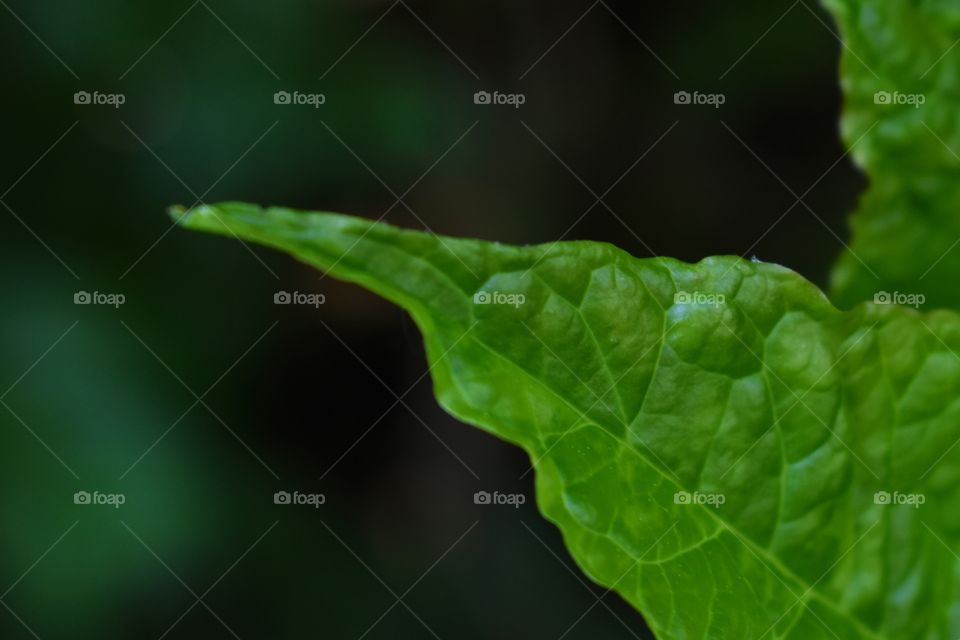 Green leaf texture abstract close up 