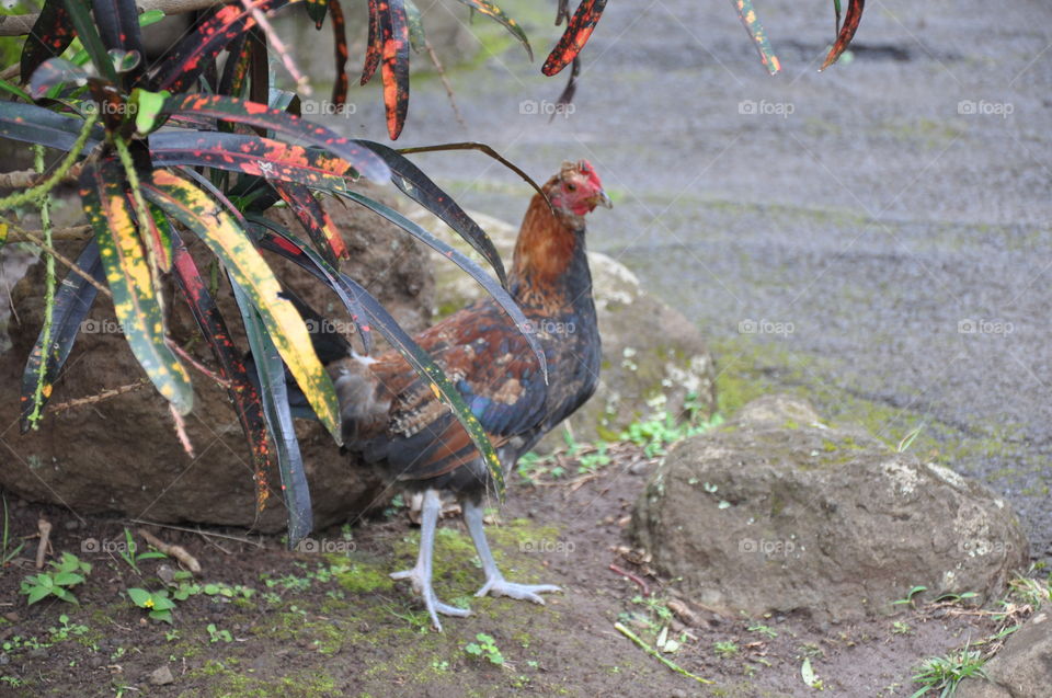 Maui Island free range chicken. 