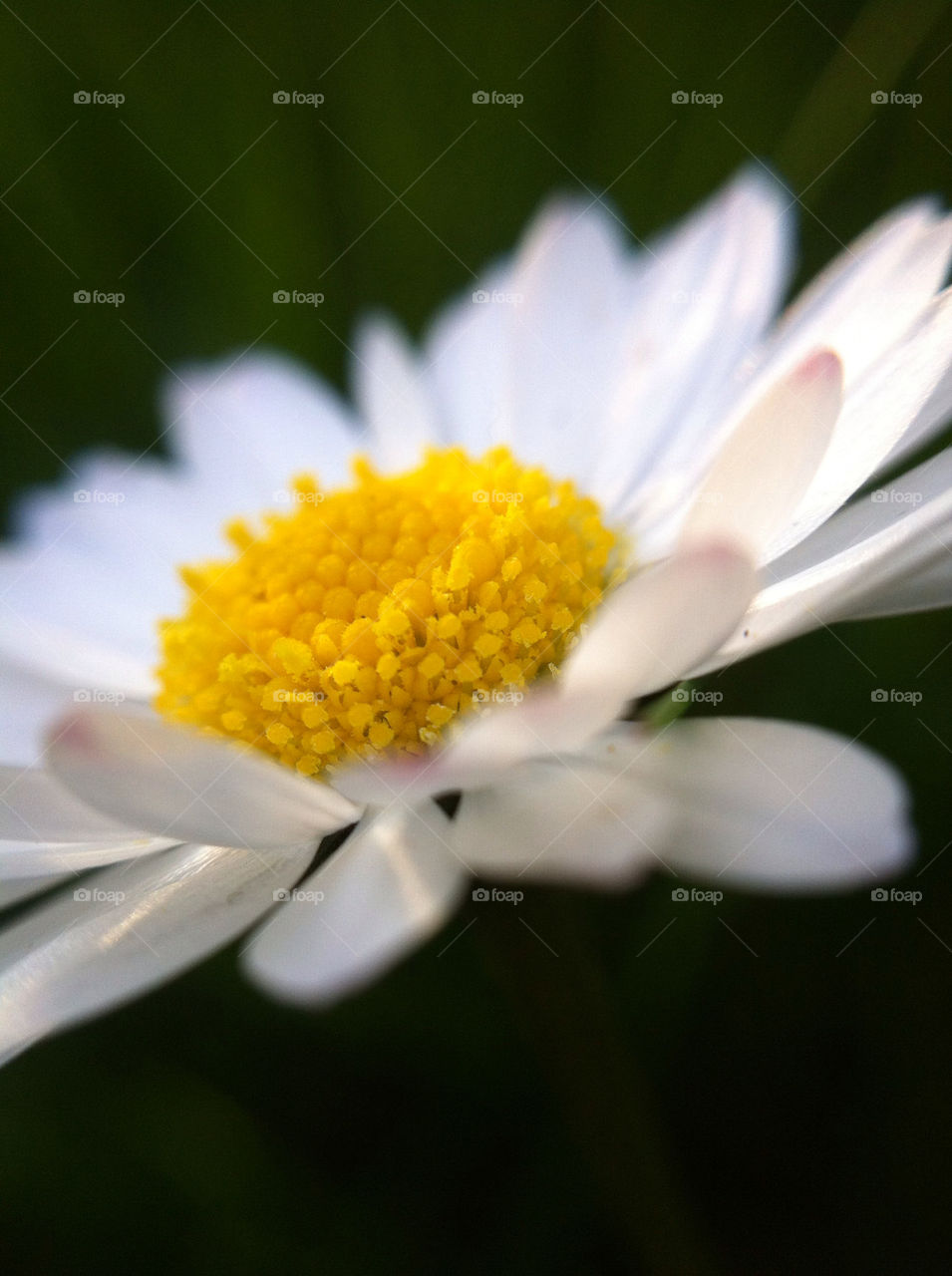 sweden spring flower macro by haq