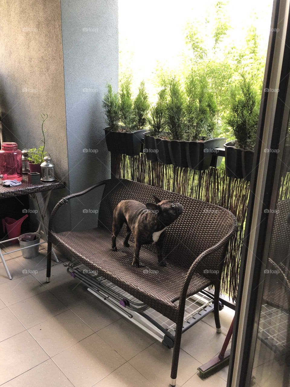 French bulldog Peppa