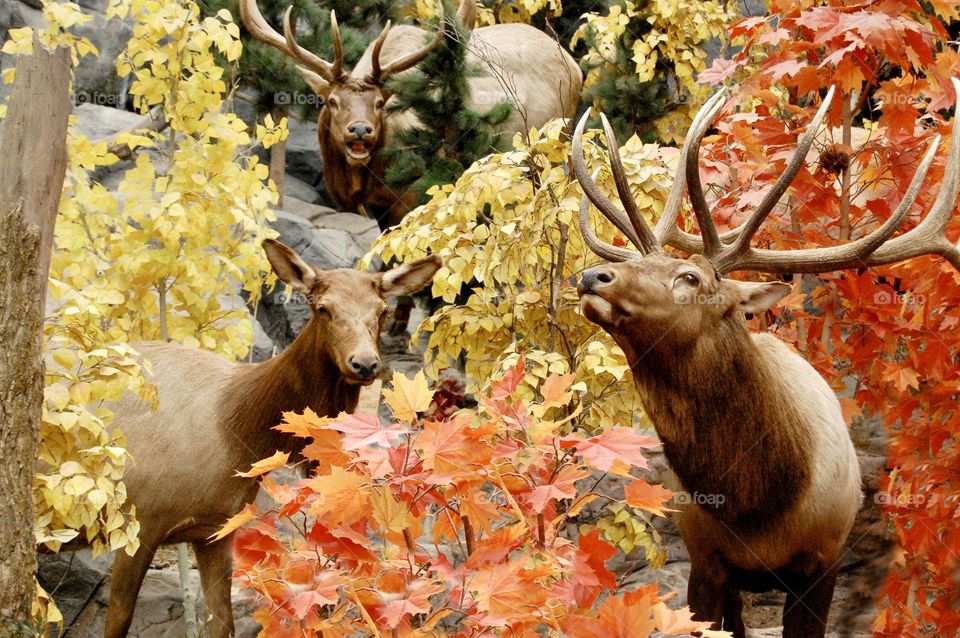 Elk in the autumn