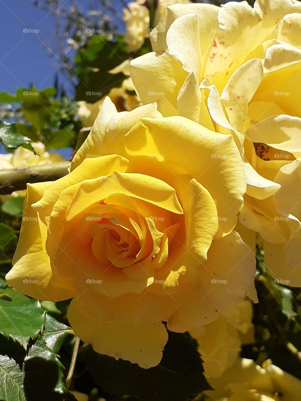 la rosa amarilla del jardín