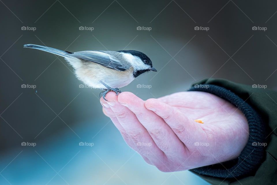 Black-capped chickadee, Poecile atricapillus, perched on child’s hand, horizontal 