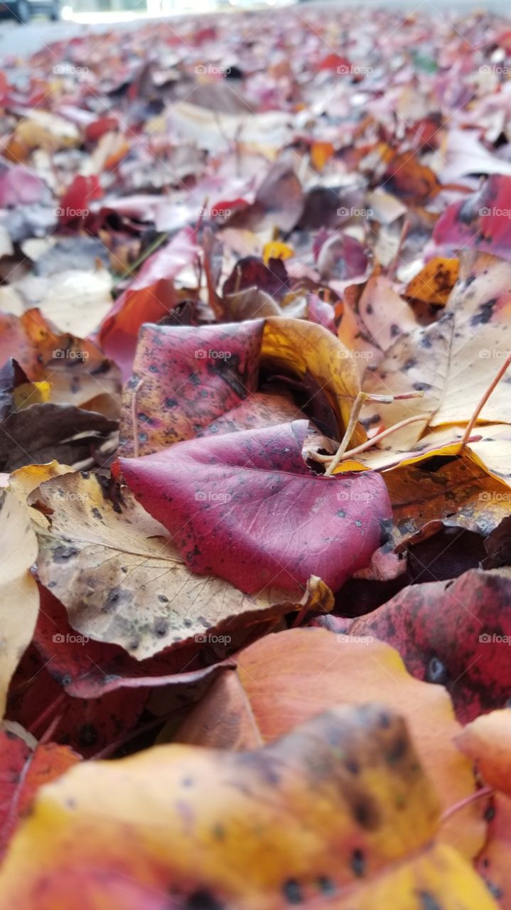 crisp fall leaves