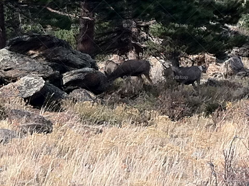 Deer in Rocky Mountain national park