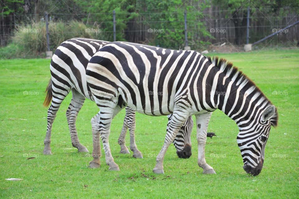 Mammal, Animal, Wildlife, Wild, Grass