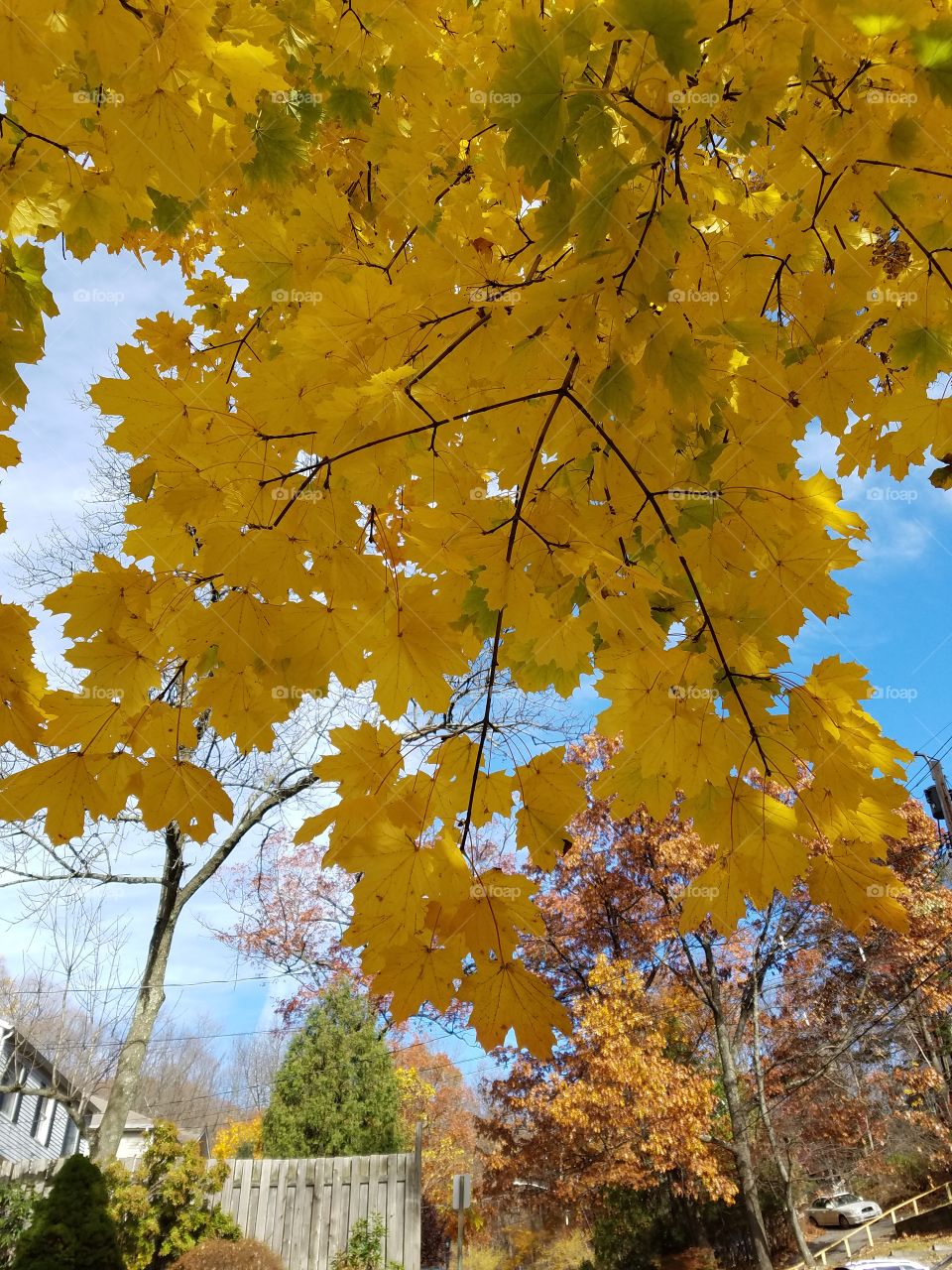 Closeup of yellow leaves