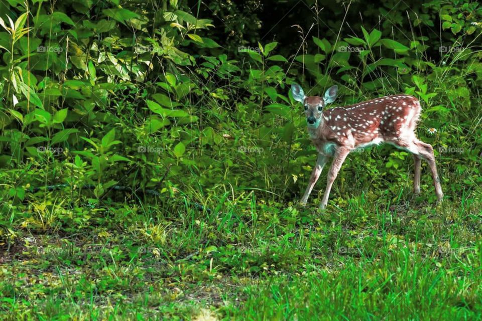 Wild White-tailed Deer Fawn