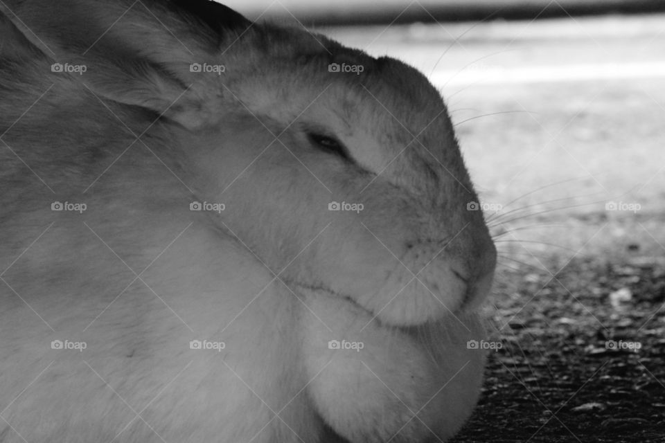 Bunny With Neck Pillow
