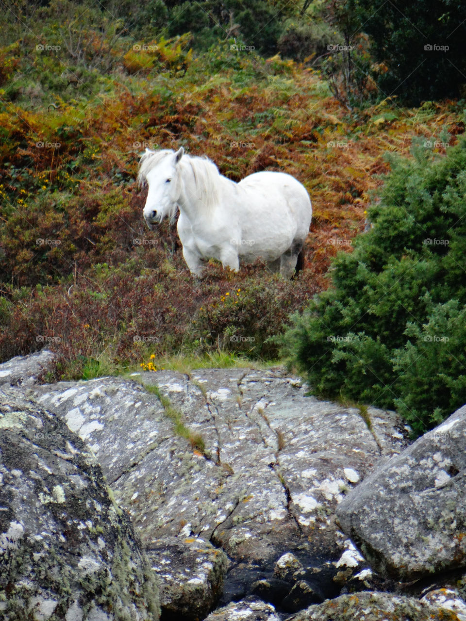 View of white horse in Ireland