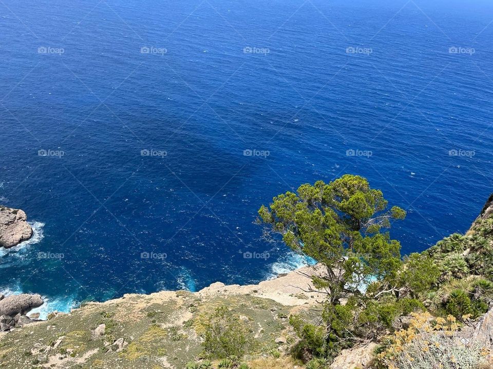 A tree and cliffs 