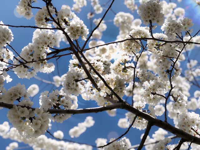 White cherry blossom blue background 