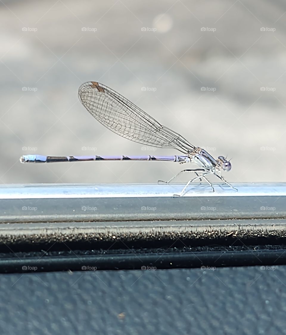 dragon fly close up bug pretty metal