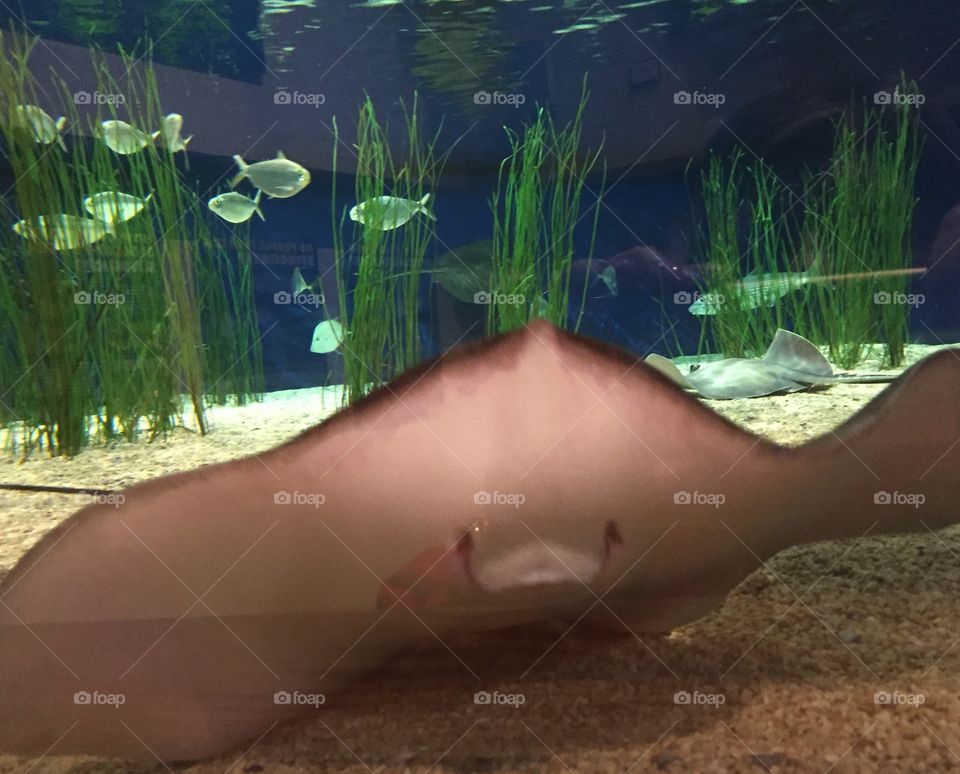 North Carolina Aquarium 