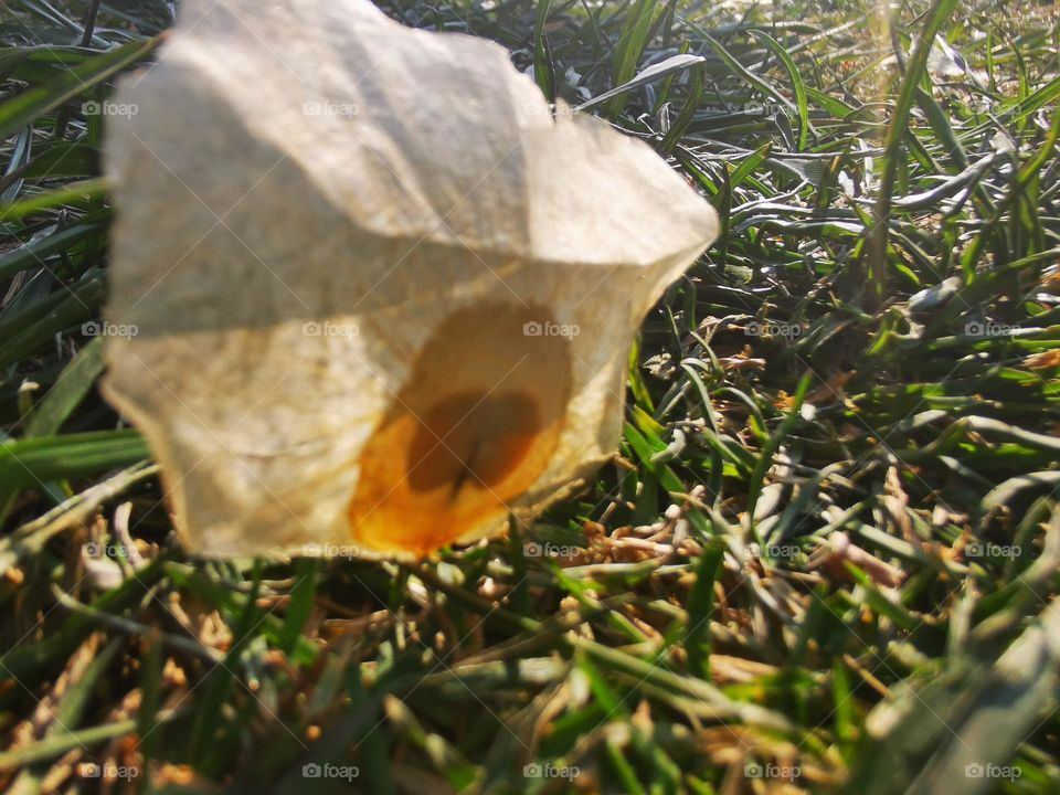 ornamental wild seed flower