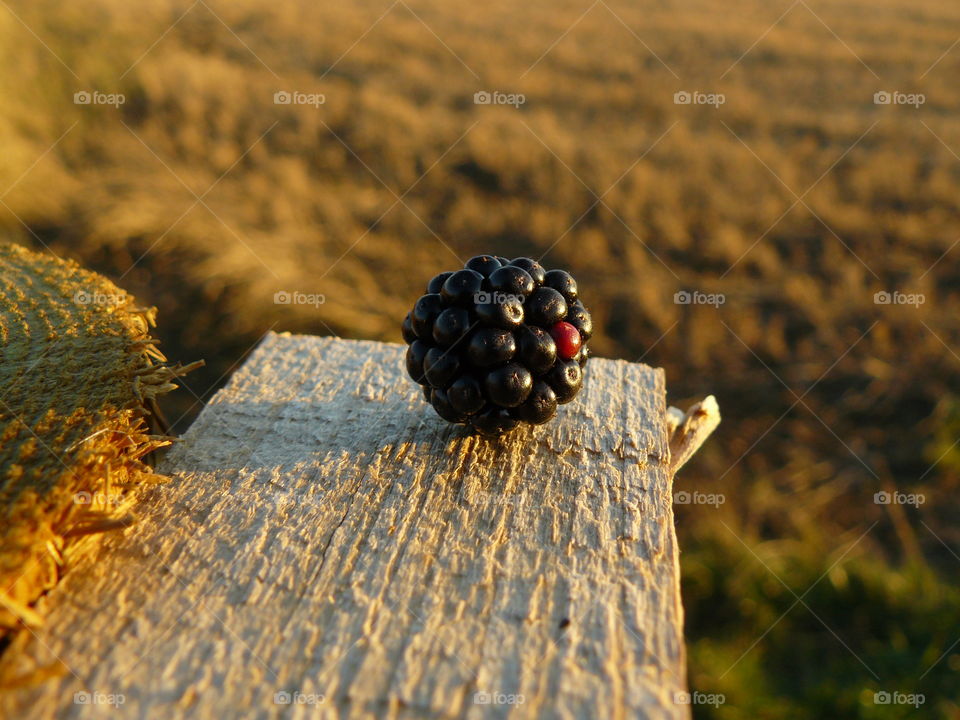 Single blackberry sitting on top of a wooden fence post in the evening sunshine - ripe and juicy wild fruit