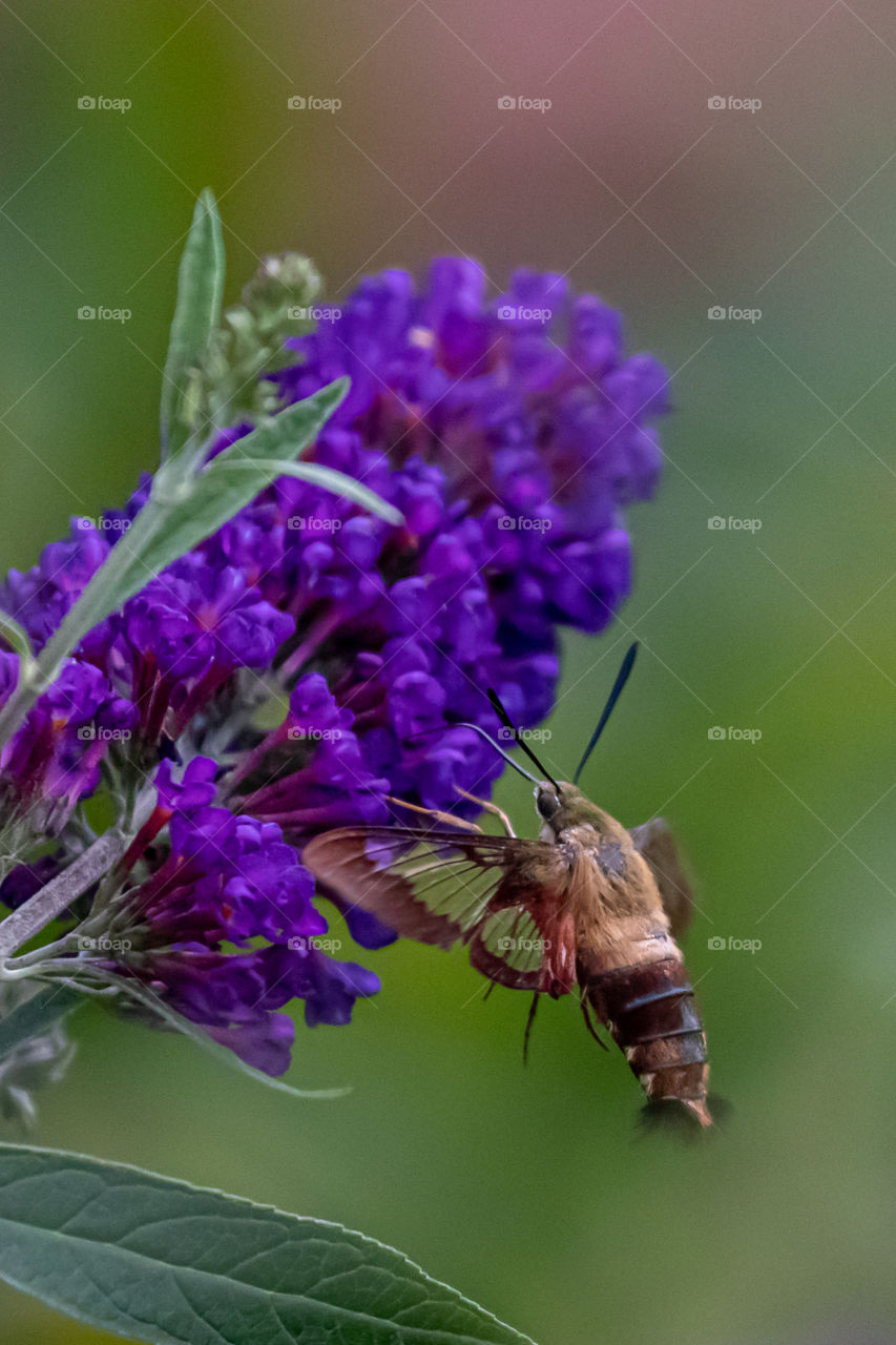 Hummingbird moth gathering nectar 