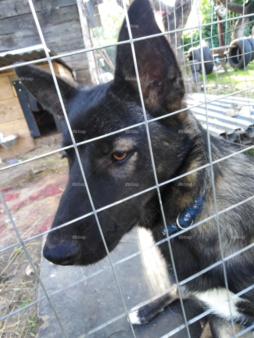 Собачка-Лада