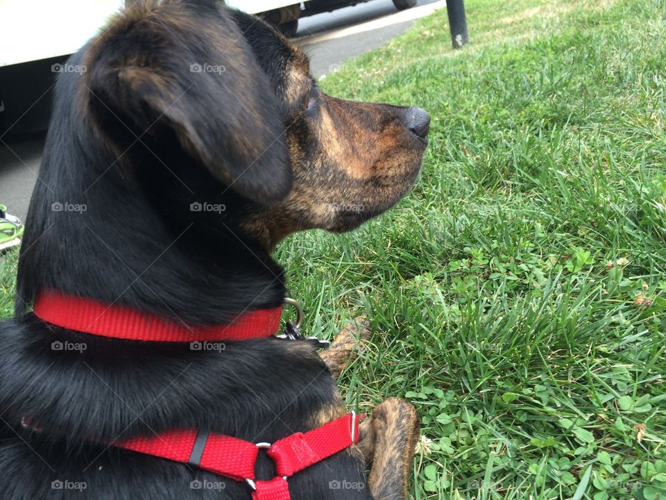 Dog laying in grass. A dog laying in grass looking in the distance