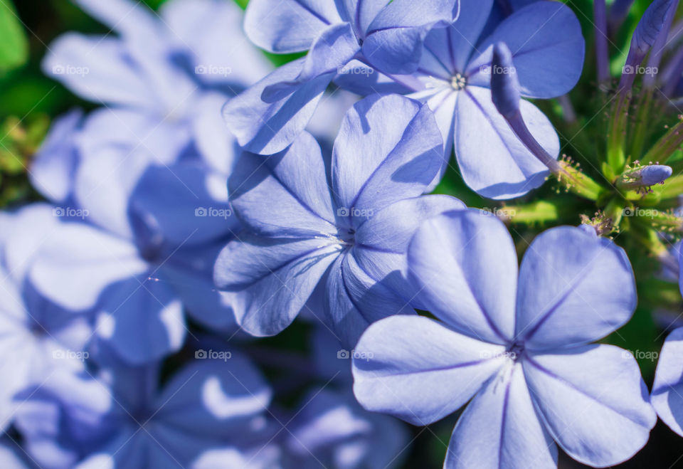 summer flowers