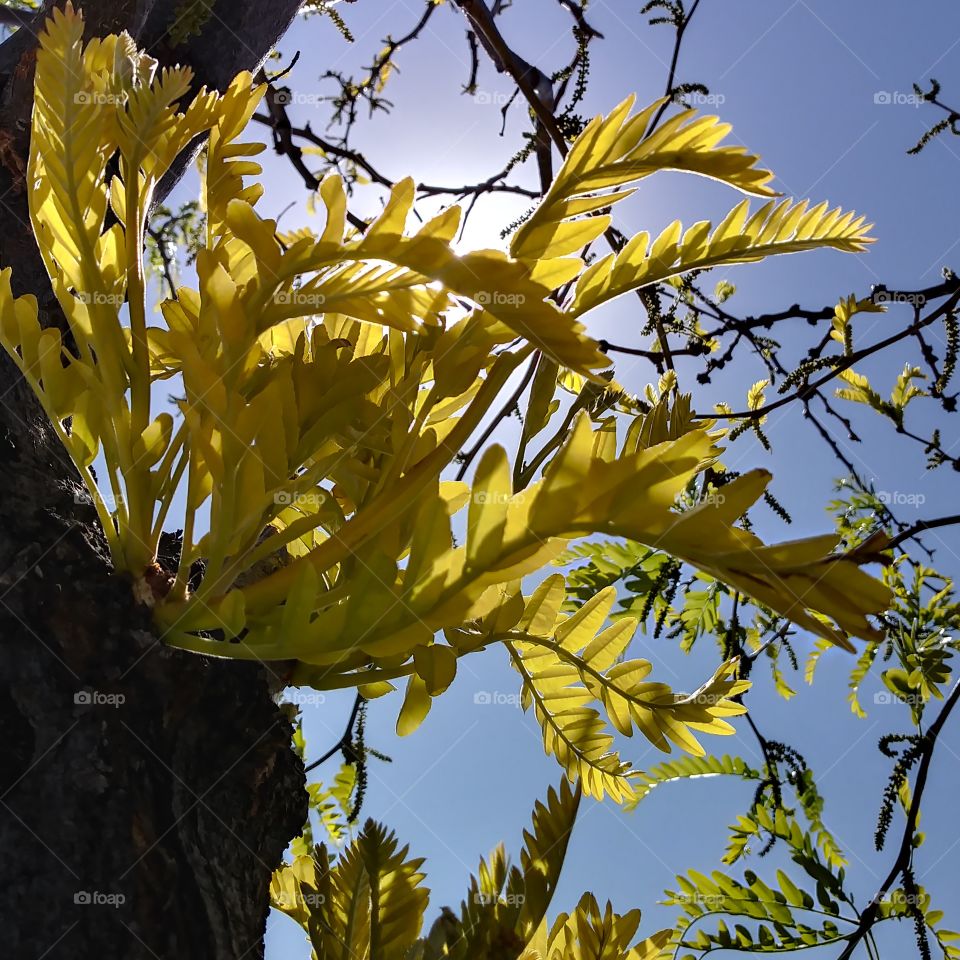 playing with light sunshine yellow leave spring desrt arizona