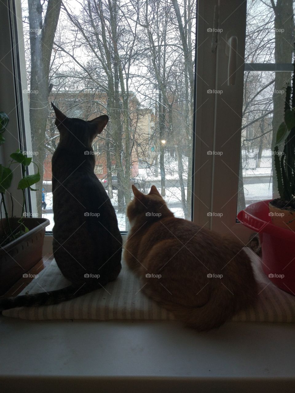 Cats by the window