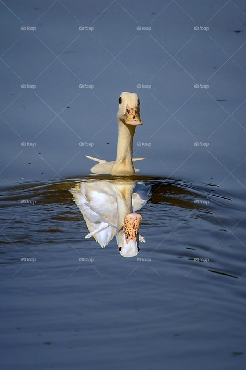 swimming duck