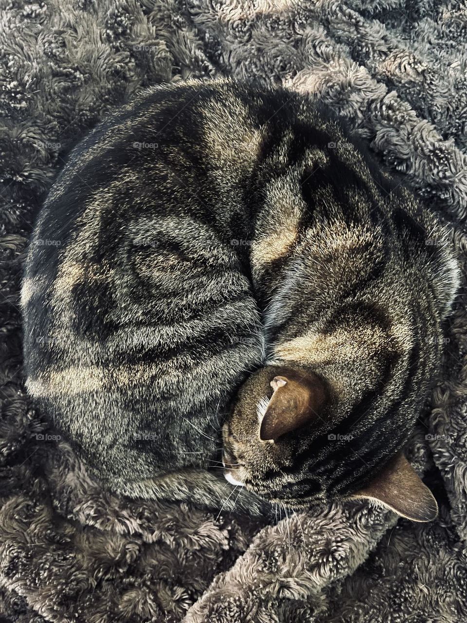 Cat Camouflage my animal print 