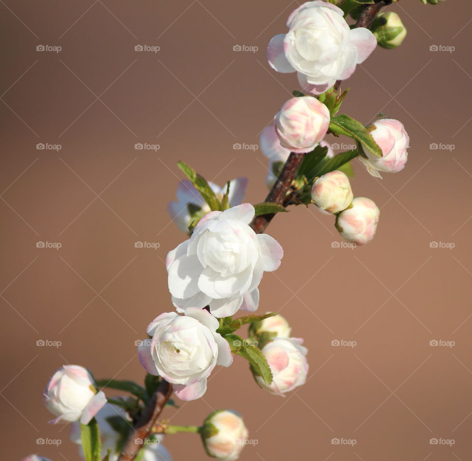 spring flower tree blossom by cataana