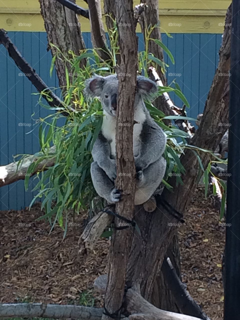 Cleveland Zoo Koala
