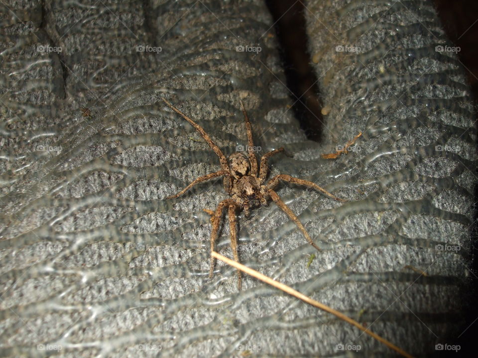 A little grass spider I found.