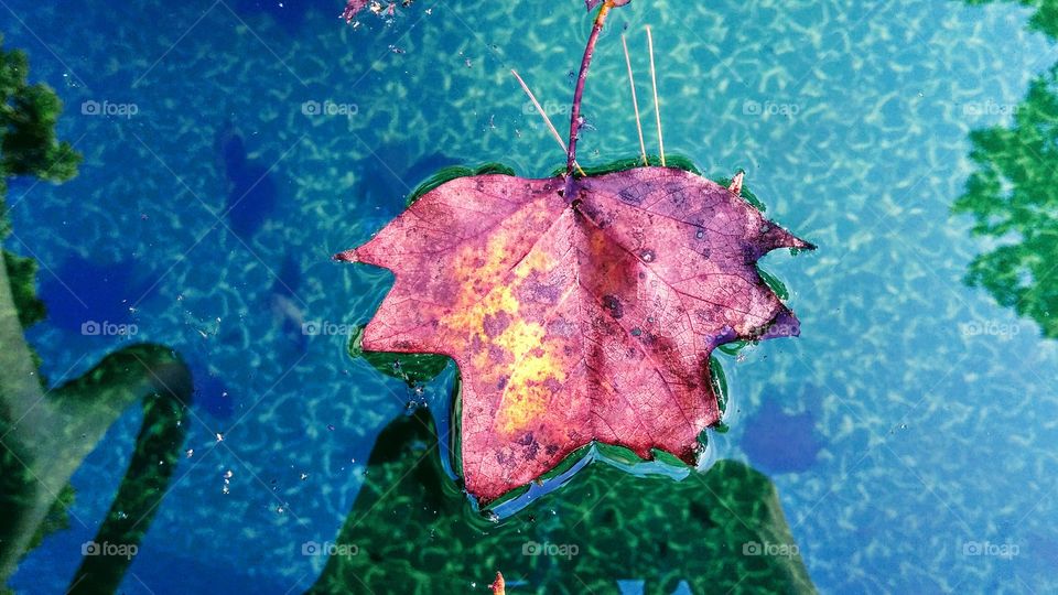 autumn rain reflections