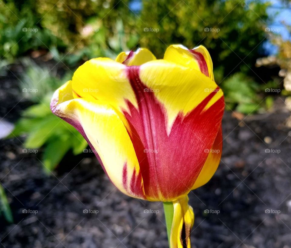 tulip