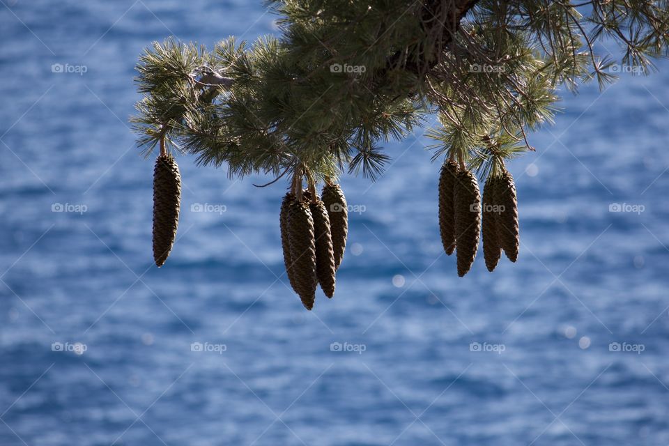 Sugar Pine Cones