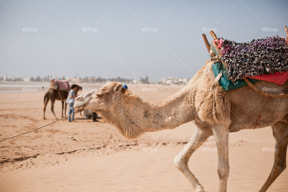 Close-up of Camel